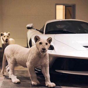 91视频永久免费
